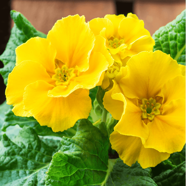 Set of 3 or 6 Large Plants - Polyanthus Yellow, Ready to Plant in Your Garden, Peat Free - Frankton's