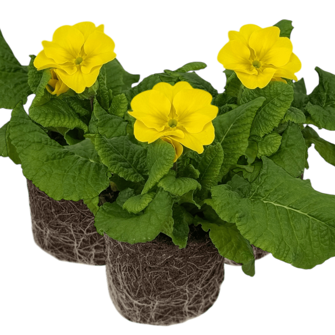 Set of 3 or 6 Large Plants - Polyanthus Yellow, Ready to Plant in Your Garden, Peat Free - Frankton's