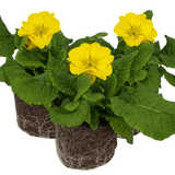 Set of 3 or 6 Large Plants - Polyanthus Yellow, Ready to Plant in Your Garden, Peat Free - Frankton's