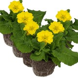 Set of 3 or 6 Large Plants - Polyanthus Yellow, Ready to Plant in Your Garden, Peat Free - Frankton's