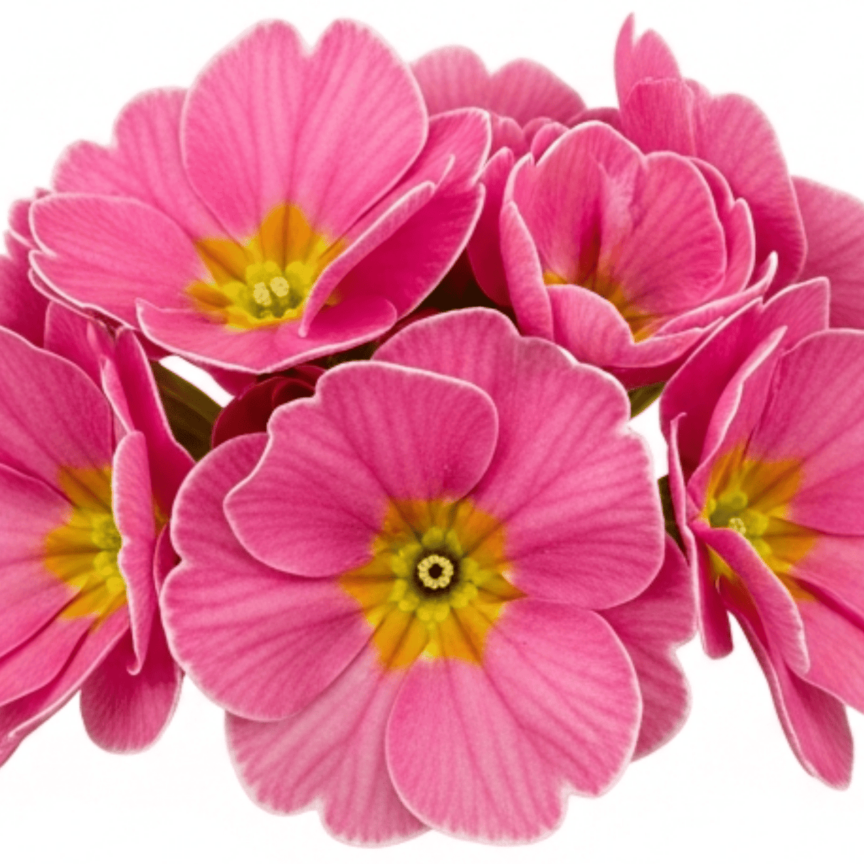 Set of 3 or 6 Large Plants - Primrose Strawberry, Ready to Plant in Your Garden, Peat Free - Frankton's