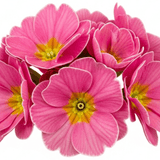 Set of 3 or 6 Large Plants - Primrose Strawberry, Ready to Plant in Your Garden, Peat Free - Frankton's