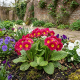 Set of 3 or 6 Large Plants - Primrose Strawberry, Ready to Plant in Your Garden, Peat Free - Frankton's