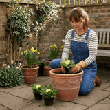 Set of 3 or 6 Large Plants - Primrose Sweet 16, Ready to Plant in Your Garden, 1L Rootballs - Frankton's