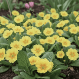 Set of 3 or 6 Large Plants - Primrose Sweet 16, Ready to Plant in Your Garden, 1L Rootballs - Frankton's