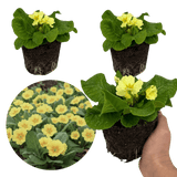 Set of 3 or 6 Large Plants - Primrose Sweet 16, Ready to Plant in Your Garden, 1L Rootballs - Frankton's