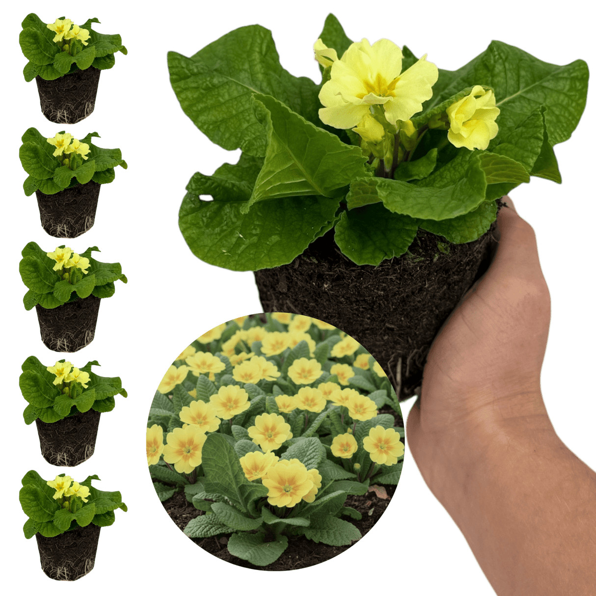 Set of 3 or 6 Large Plants - Primrose Sweet 16, Ready to Plant in Your Garden, 1L Rootballs - Frankton's
