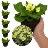 Set of 3 or 6 Large Plants - Primrose Sweet 16, Ready to Plant in Your Garden, 1L Rootballs - Frankton's