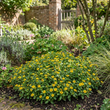 Set of 3 or 6 Large Plants - Sanvitalia Santiago Bright Yellow, Outdoor Garden Ready - Frankton's