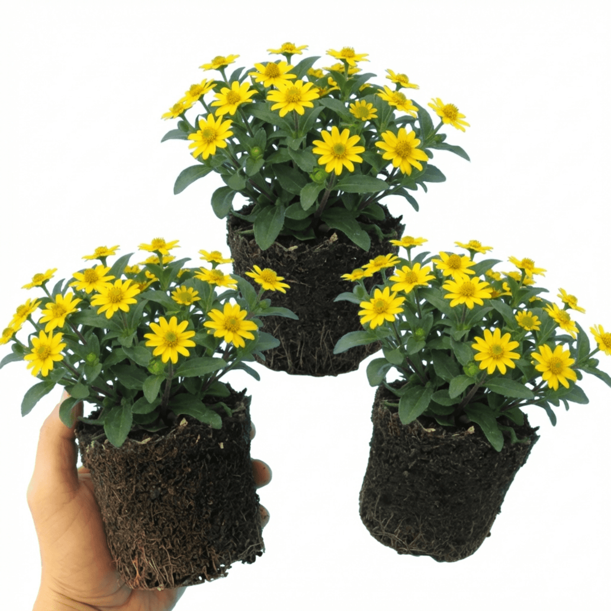 Set of 3 or 6 Large Plants - Sanvitalia Santiago Bright Yellow, Outdoor Garden Ready - Frankton's