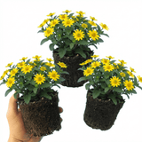 Set of 3 or 6 Large Plants - Sanvitalia Santiago Bright Yellow, Outdoor Garden Ready - Frankton's