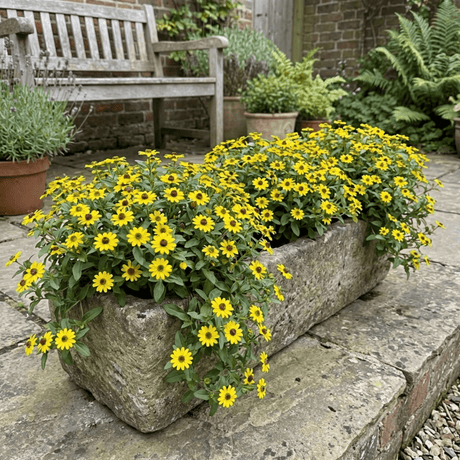 Set of 3 or 6 Large Plants - Sanvitalia Santiago Bright Yellow, Outdoor Garden Ready - Frankton's