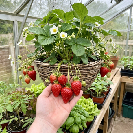 Set of 3 or 6 Large Plants - Strawberry Delizz Variety, Outdoor Garden Ready, 1L - Frankton's
