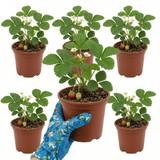 Set of 3 or 6 Large Plants - Strawberry Delizz Variety, Outdoor Garden Ready, 1L - Frankton's