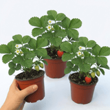 Set of 3 or 6 Large Plants - Strawberry Delizz Variety, Outdoor Garden Ready, 1L - Frankton's