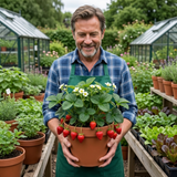 Set of 3 or 6 Large Plants - Strawberry Delizz Variety, Outdoor Garden Ready, 1L - Frankton's