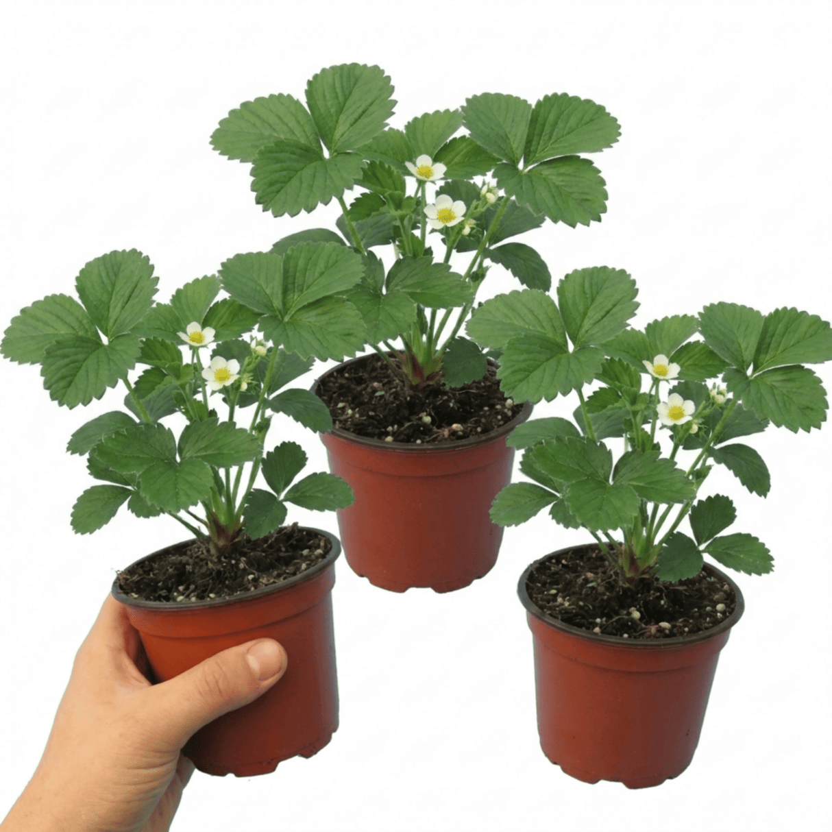 Set of 3 or 6 Large Plants - Strawberry Loran Variety, Outdoor Garden Ready, 1L - Frankton's