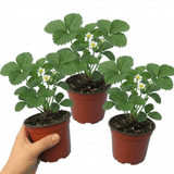 Set of 3 or 6 Large Plants - Strawberry Loran Variety, Outdoor Garden Ready, 1L - Frankton's