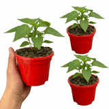 Set of 3 or 6 Large Plants - Sweet Pepper Snack Orange, Ready to Plant in Your Garden - Frankton's