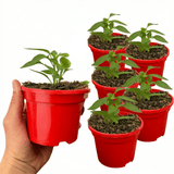 Set of 3 or 6 Large Plants - Sweet Pepper Snack Red, Ready to Plant in Your Garden - Frankton's