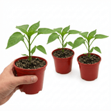 Set of 3 or 6 Large Plants - Sweet Pepper Snack Yellow, Ready to Plant in Your Garden - Frankton's