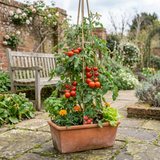 Set of 3 or 6 Large Plants - Tomato Alicante Variety, Ready to Plant in Your Garden - Frankton's