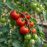 Set of 3 or 6 Large Plants - Tomato Alicante Variety, Ready to Plant in Your Garden - Frankton's