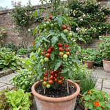 Set of 3 or 6 Large Plants - Tomato Alicante Variety, Ready to Plant in Your Garden - Frankton's