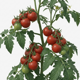 Set of 3 or 6 Large Plants - Tomato Alicante Variety, Ready to Plant in Your Garden - Frankton's