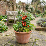 Set of 3 or 6 Large Plants - Tomato Alicante Variety, Ready to Plant in Your Garden - Frankton's