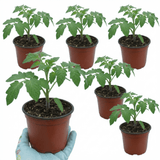Set of 3 or 6 Large Plants - Tomato Brandy Boy Variety, Ready to Plant in Your Garden - Frankton's