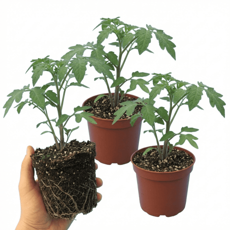 Set of 3 or 6 Large Plants - Tomato Brandy Boy Variety, Ready to Plant in Your Garden - Frankton's