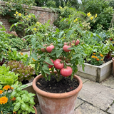 Set of 3 or 6 Large Plants - Tomato Brandy Boy Variety, Ready to Plant in Your Garden - Frankton's