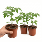 Set of 3 or 6 Large Plants - Tomato Buffalosun Variety, Ready to Plant in Your Garden - Frankton's