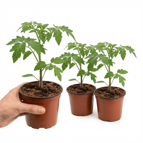 Set of 3 or 6 Large Plants - Tomato Buffalosun Variety, Ready to Plant in Your Garden - Frankton's