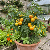 Set of 3 or 6 Large Plants - Tomato Buffalosun Variety, Ready to Plant in Your Garden - Frankton's