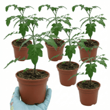 Set of 3 or 6 Large Plants - Tomato Buffalosun Variety, Ready to Plant in Your Garden - Frankton's