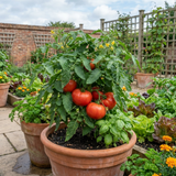 Set of 3 or 6 Large Plants - Tomato Bush Steak (Megabyte), Ready to Plant in Your Garden - Frankton's