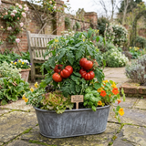 Set of 3 or 6 Large Plants - Tomato Bush Steak (Megabyte), Ready to Plant in Your Garden - Frankton's