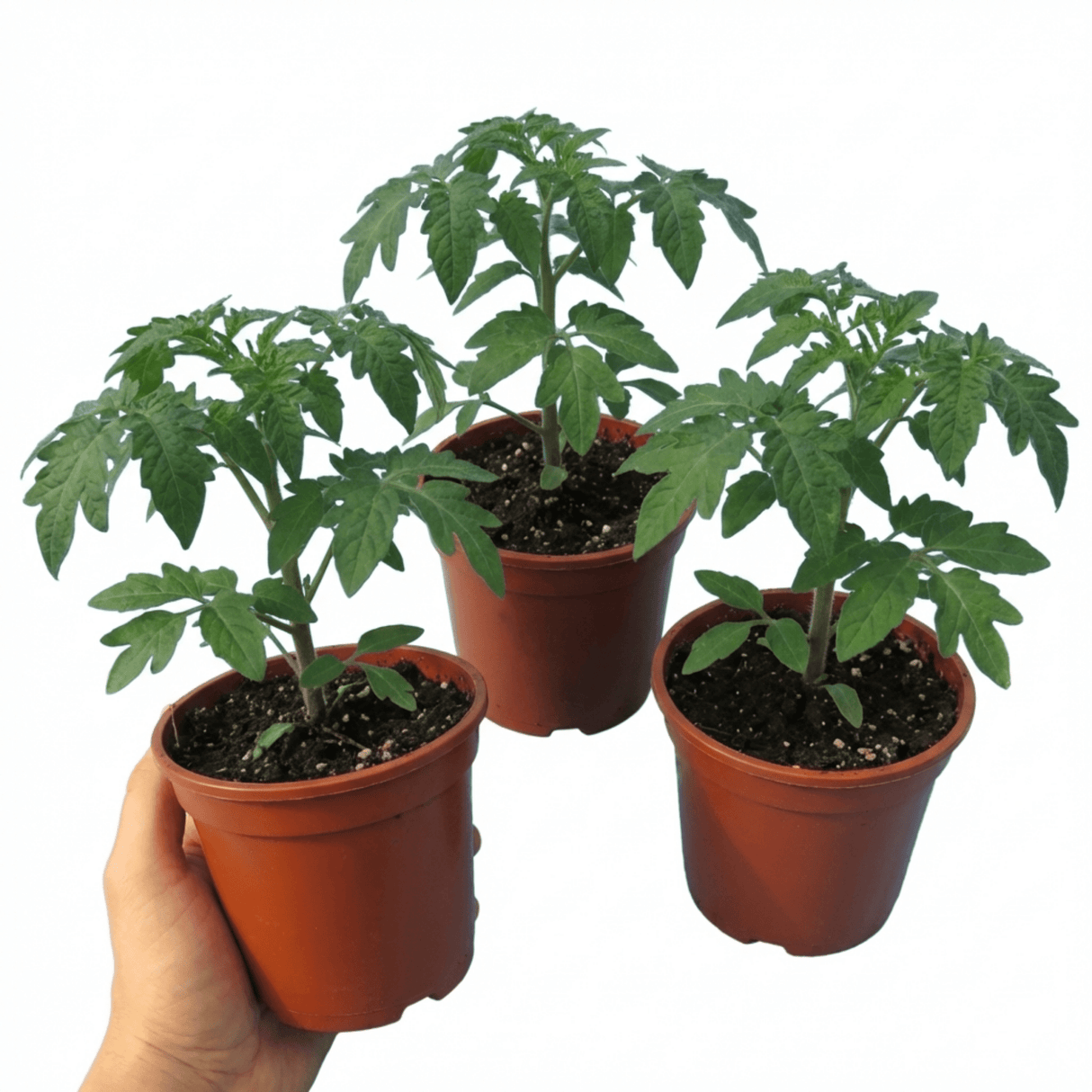 Set of 3 or 6 Large Plants - Tomato Bush Steak (Megabyte), Ready to Plant in Your Garden - Frankton's