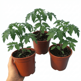 Set of 3 or 6 Large Plants - Tomato Bush Steak (Megabyte), Ready to Plant in Your Garden - Frankton's