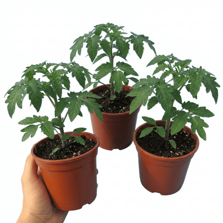 Set of 3 or 6 Large Plants - Tomato Bush Steak (Megabyte), Ready to Plant in Your Garden - Frankton's