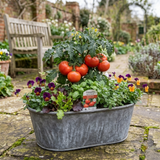 Set of 3 or 6 Large Plants - Tomato Bush Steak (Megabyte), Ready to Plant in Your Garden - Frankton's