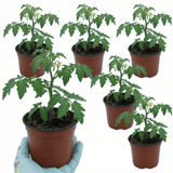 Set of 3 or 6 Large Plants - Tomato Crokini Variety, Ready to Plant in Your Garden - Frankton's