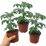 Set of 3 or 6 Large Plants - Tomato Crokini Variety, Ready to Plant in Your Garden - Frankton's