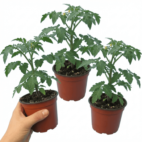 Set of 3 or 6 Large Plants - Tomato Crokini Variety, Ready to Plant in Your Garden - Frankton's
