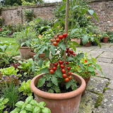 Set of 3 or 6 Large Plants - Tomato Crokini Variety, Ready to Plant in Your Garden - Frankton's