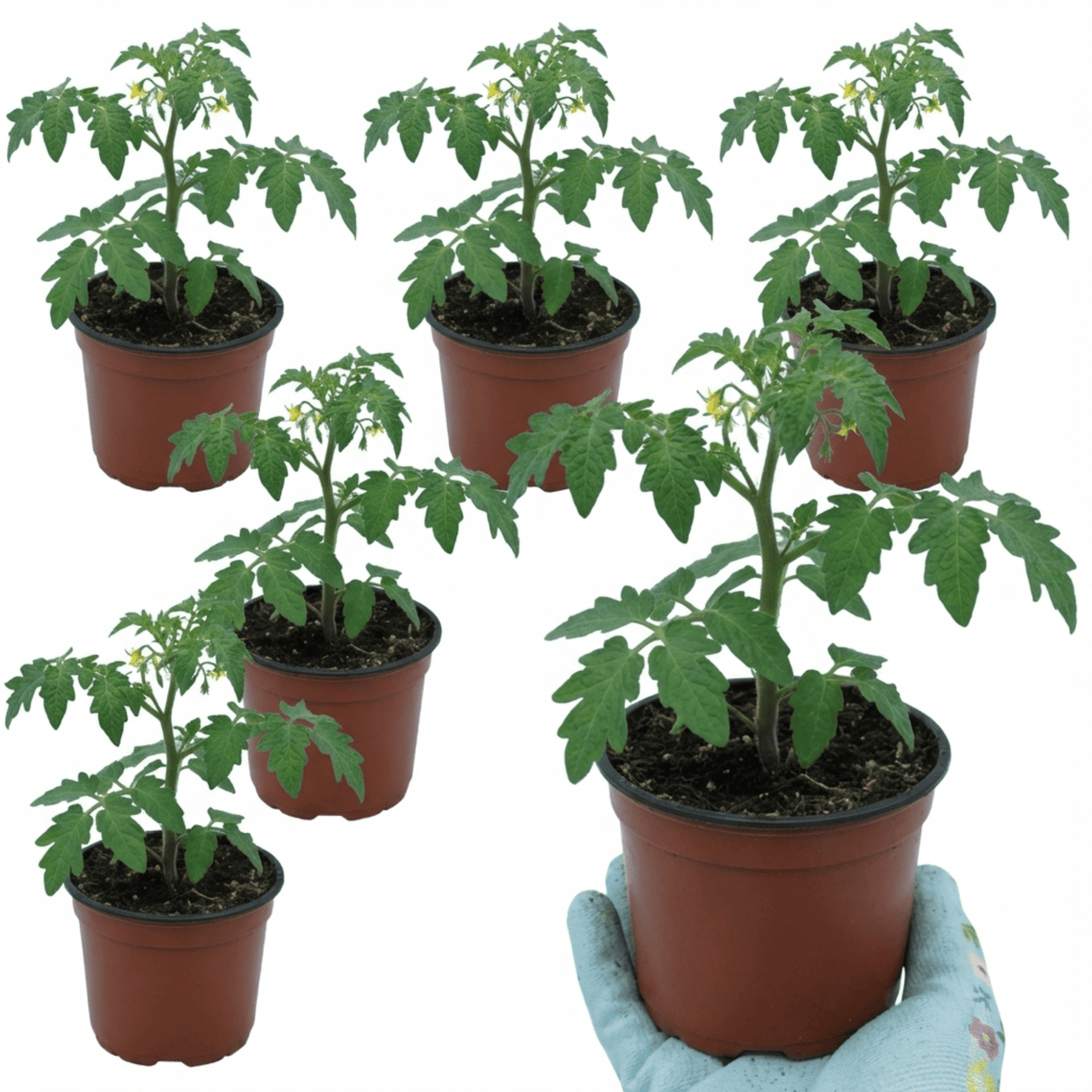 Set of 3 or 6 Large Plants - Tomato Gardeners Delight Variety, Ready to Plant in Your Garden - Frankton's