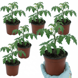 Set of 3 or 6 Large Plants - Tomato Gardeners Delight Variety, Ready to Plant in Your Garden - Frankton's