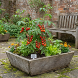 Set of 3 or 6 Large Plants - Tomato Gardeners Delight Variety, Ready to Plant in Your Garden - Frankton's